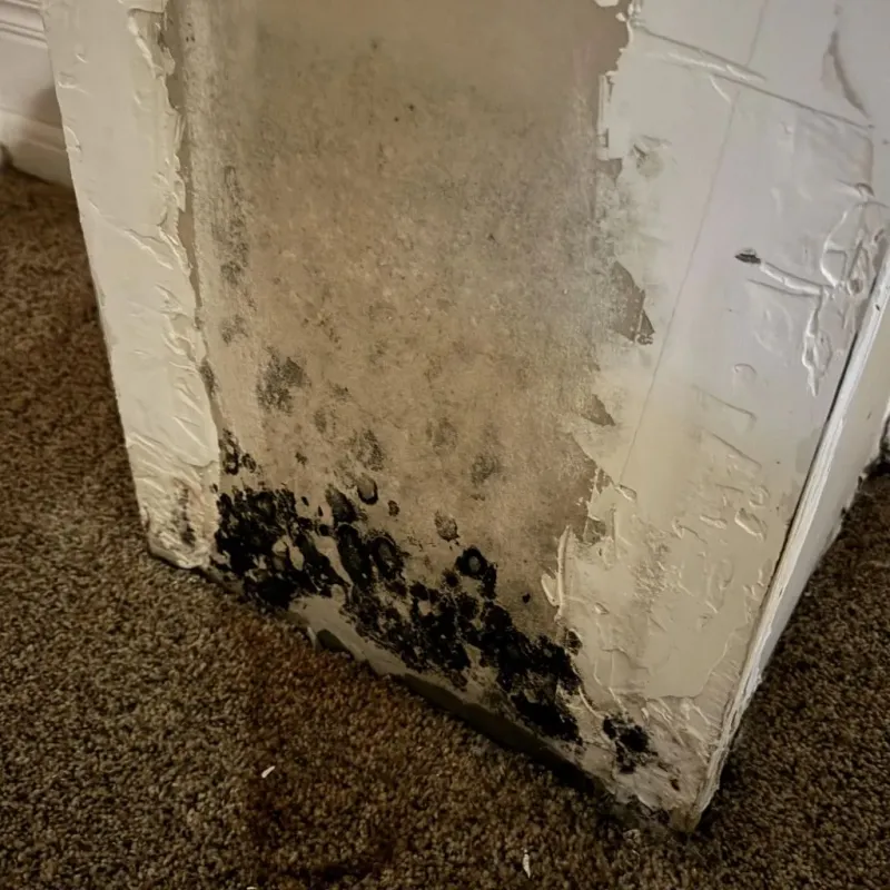 Professional Mold Removal in Maryville, IL